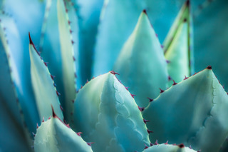 agave background